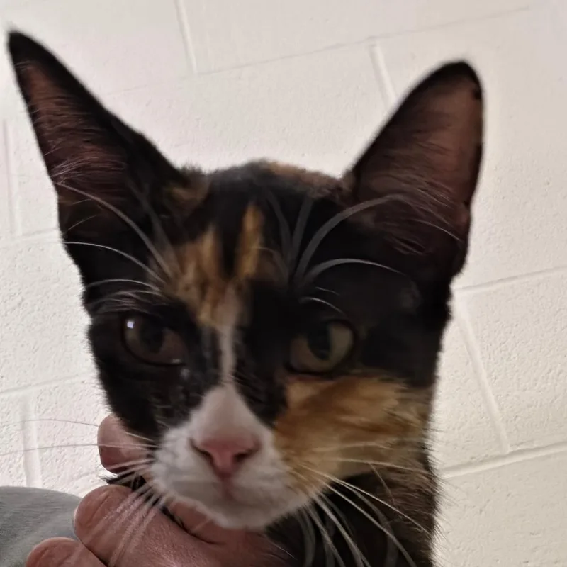 A young small-sized female Domestic Short Hair cat named Snickerdoodle for adoption in Zanesville, OH