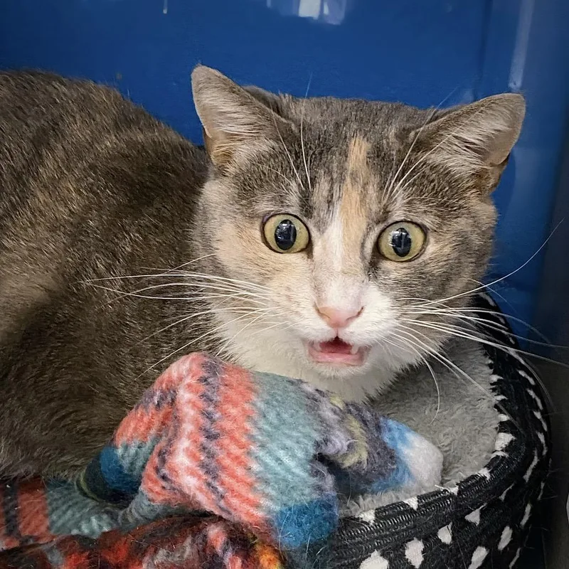 An adult medium-sized female Gray / Blue / Silver Domestic Short Hair cat named Robin for adoption in Huntsville, AL