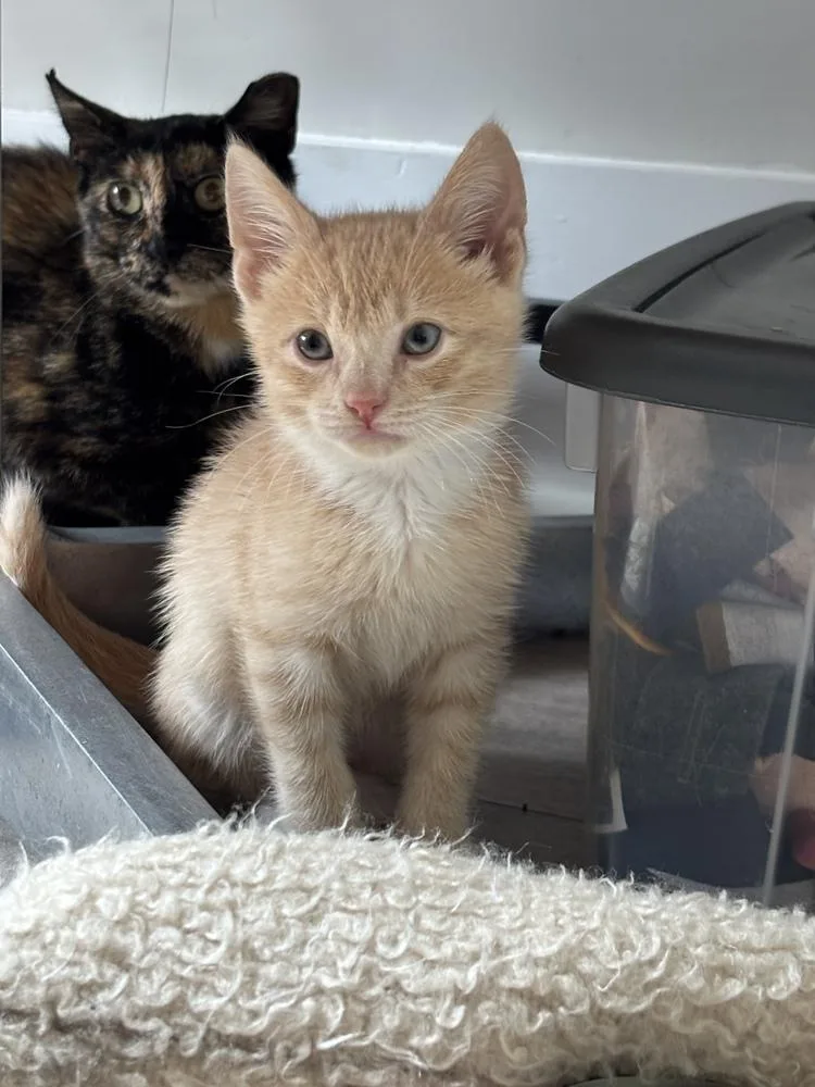 A baby small-sized male Orange & White Domestic Short Hair cat named Claudio for adoption in Oak Park, MI