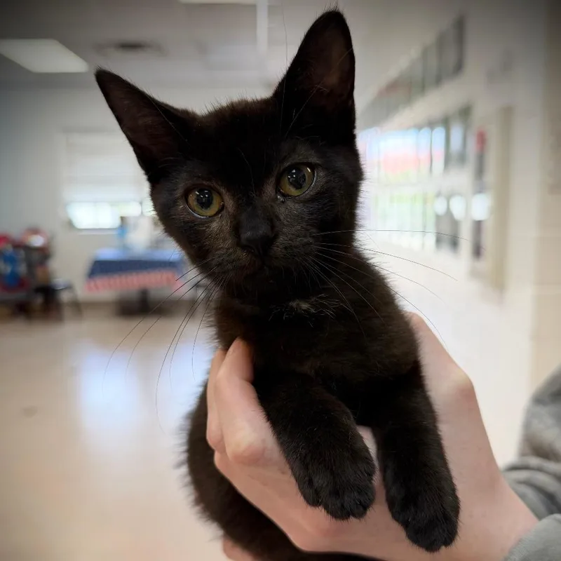A baby small-sized female Black Domestic Short Hair cat named Phoebe for adoption in Ardmore, OK