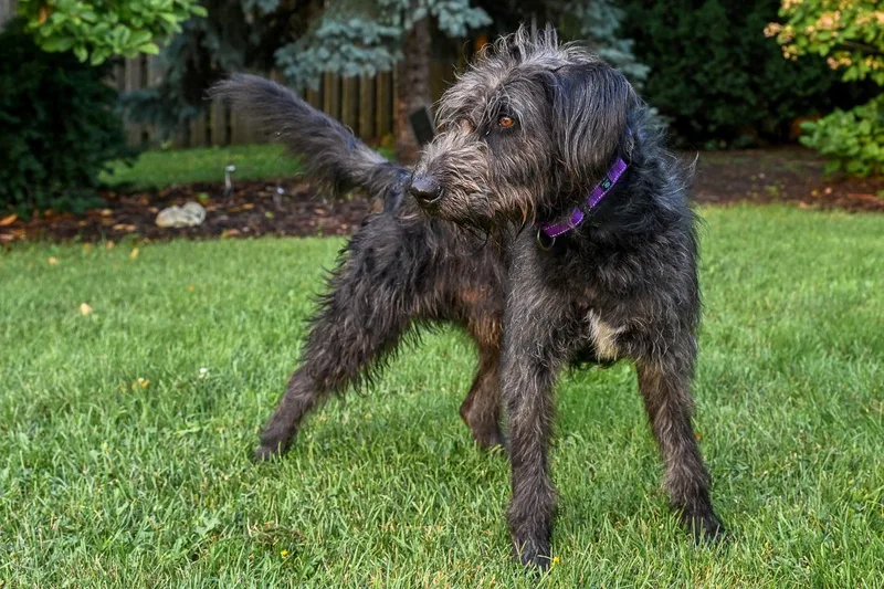 A young large-sized male Goldendoodle dog named Duff for adoption in Arlington Heights, IL
