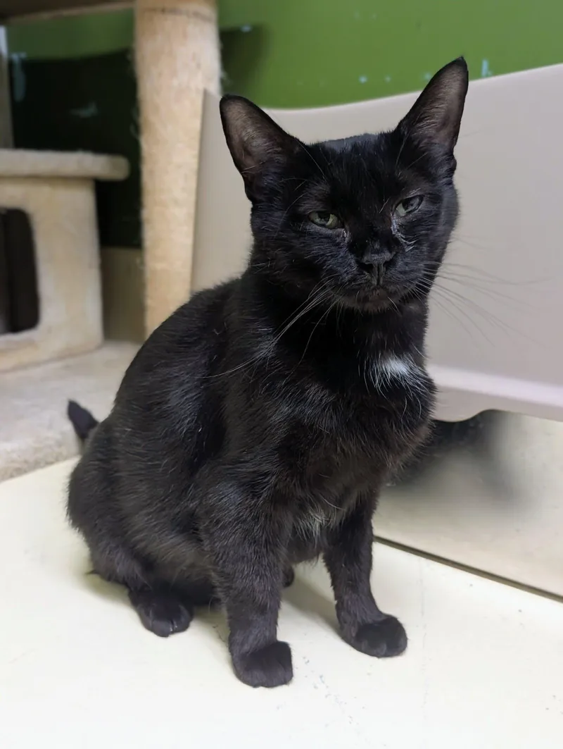 An adult medium-sized female Domestic Short Hair cat named Shadow for adoption in Newburgh, IN