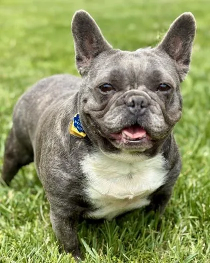 An adult medium-sized female French Bulldog dog named Kit Kat for adoption in Malvern, PA