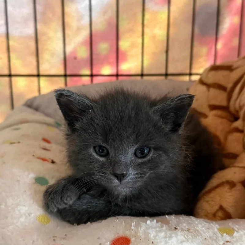 A baby small-sized male Gray / Blue / Silver Domestic Short Hair cat named Dryer Lint for adoption in Wheeling, IL