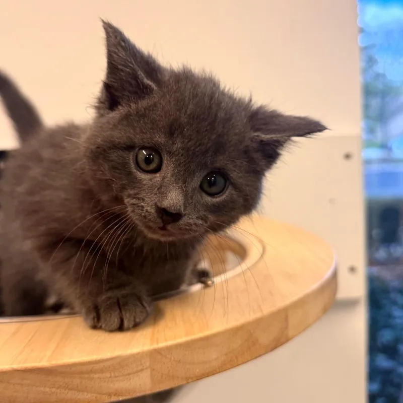 Dryer Lint thumbnail 2