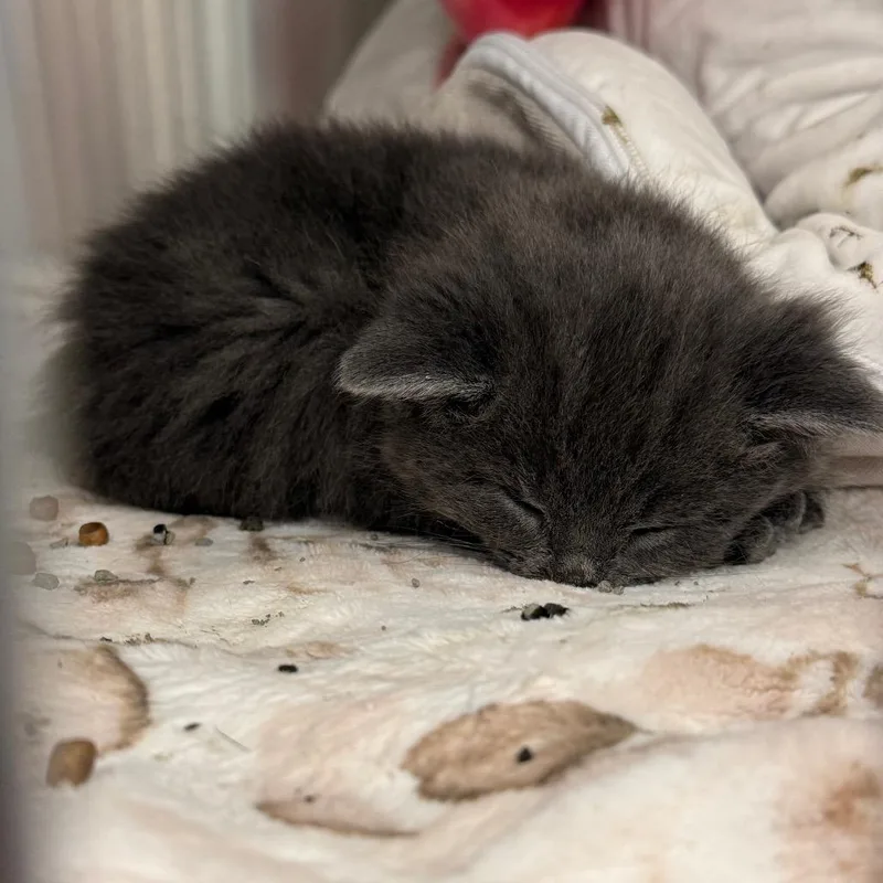 Dryer Lint thumbnail 3