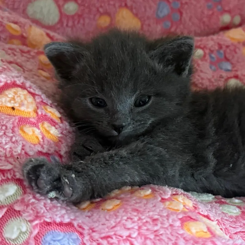 Dryer Lint thumbnail 4