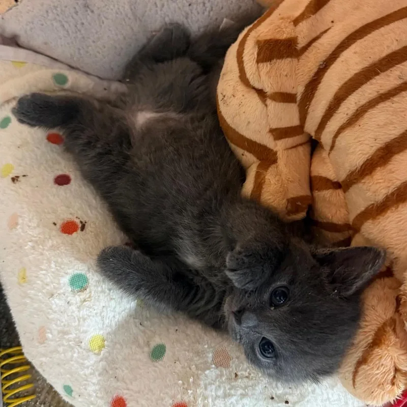 Dryer Lint thumbnail 5