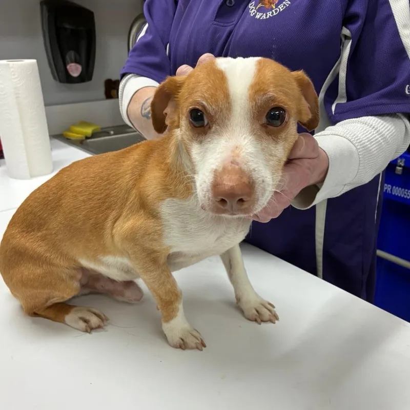 An adult small-sized male White / Cream Jack Russell Terrier dog named Looking For Owner for adoption in Ravenna, OH