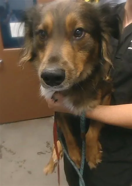 A young large-sized male German Shepherd Dog dog named Wonton for adoption in Phoenix, AZ