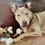An adult medium-sized female White / Cream American Staffordshire Terrier dog named Wera for adoption in Houston, TX