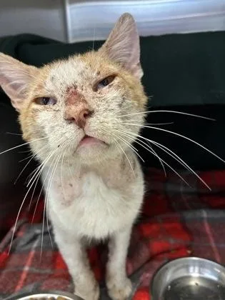 An adult medium-sized male White Domestic Short Hair cat named Johns Manville for adoption in Kansas City, MO