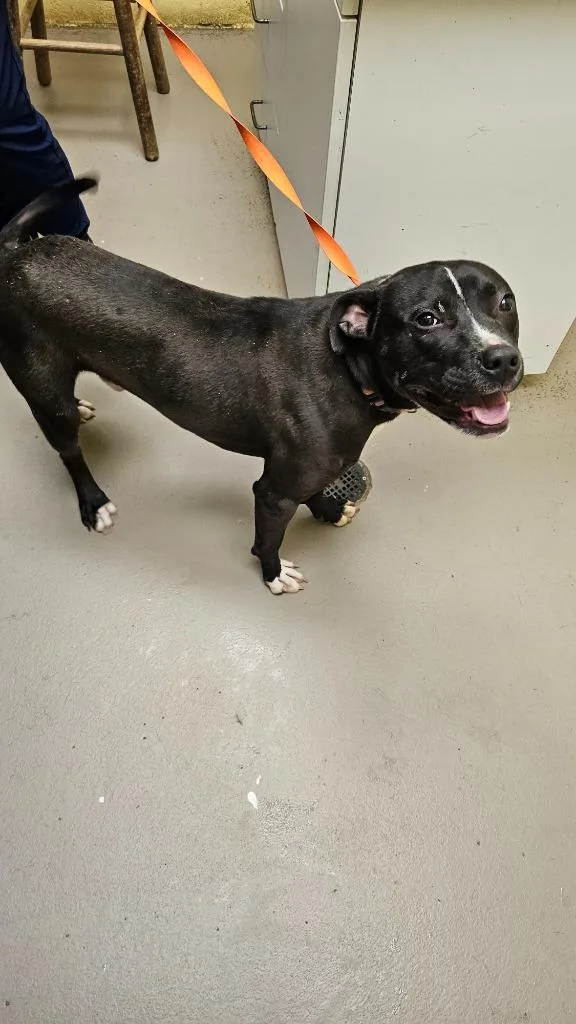 A young medium-sized male Bull Terrier dog named Brewster for adoption in Crossville, TN