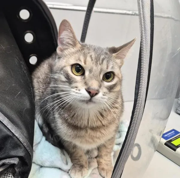 An adult medium-sized female Domestic Short Hair cat named Misty for adoption in New York, NY
