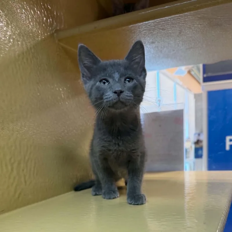 A baby medium-sized male Gray / Blue / Silver Domestic Short Hair cat named Mothman for adoption in Martinsville, IN