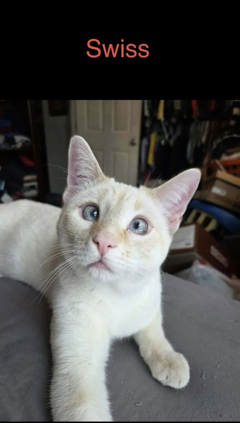 An adult medium-sized male Flame Point Domestic Short Hair cat named Swiss for adoption in Herculaneum, MO