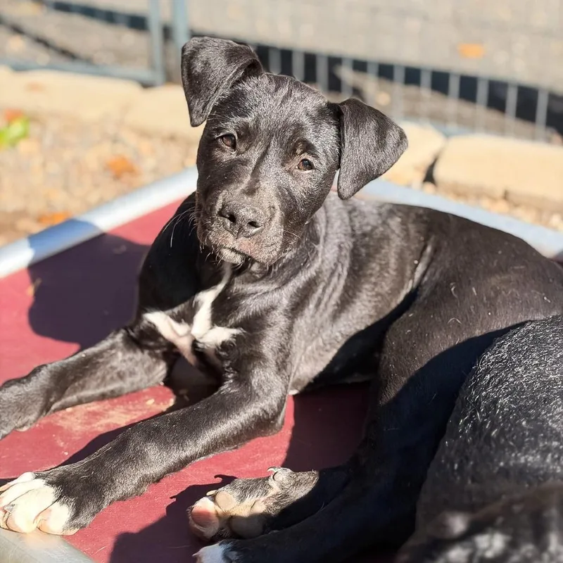 A baby large-sized female Pit Bull Terrier dog named Charmander for adoption in Salem, OR