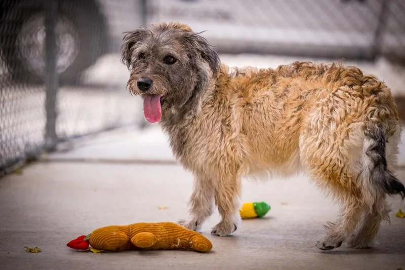 A baby medium-sized male Terrier dog named Bobby for adoption in Twentynine Palms, CA