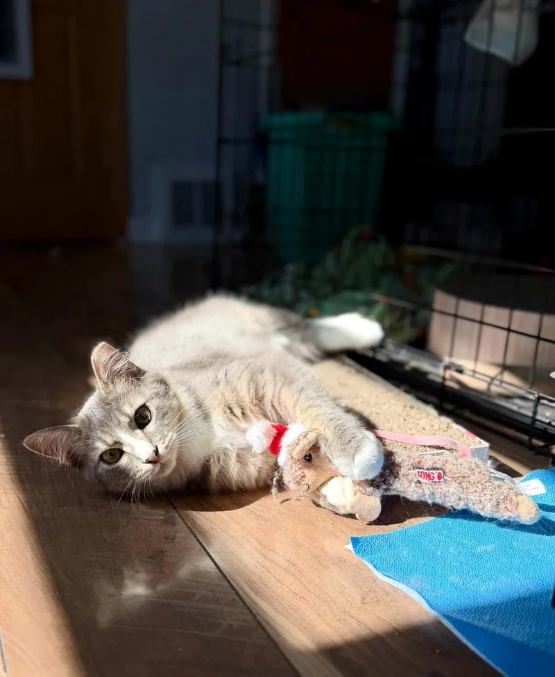 A young medium-sized male Domestic Short Hair cat named Button and Mr. Mom for adoption in Milwaukee, WI