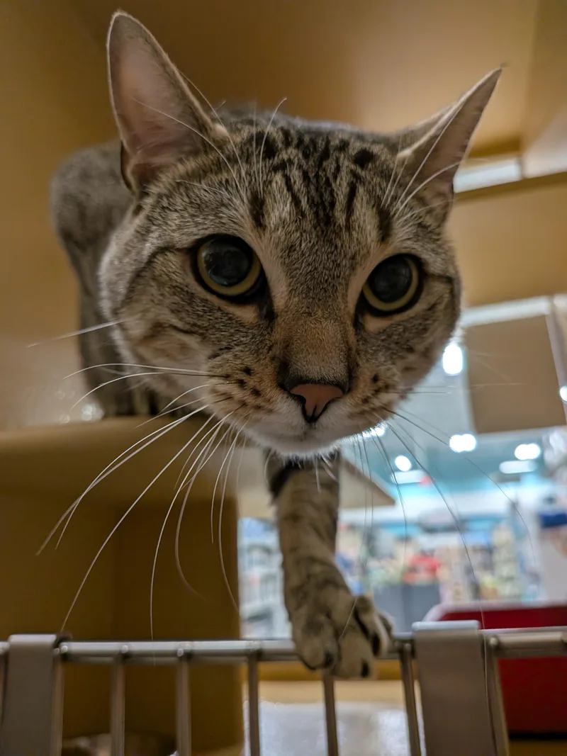 A young medium-sized male Tabby (Brown / Chocolate) Domestic Short Hair cat named Moe for adoption in Worcester, MA