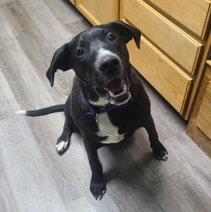 A young large-sized male Black Labrador Retriever dog named Bentley for adoption in Newcastle, WY