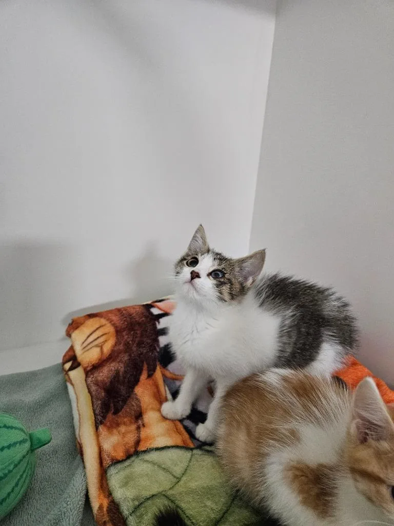 A baby medium-sized female Domestic Short Hair cat named Eevee for adoption in Huntington, IN