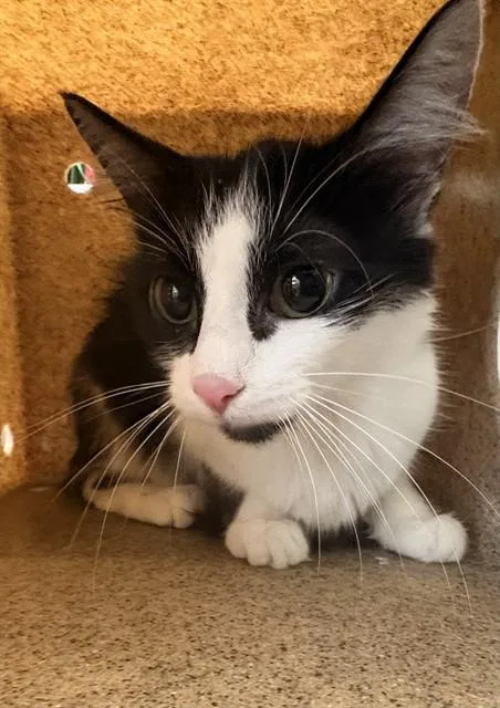 A young medium-sized female Domestic Medium Hair cat named Scarlett for adoption in Baldwin Park, CA