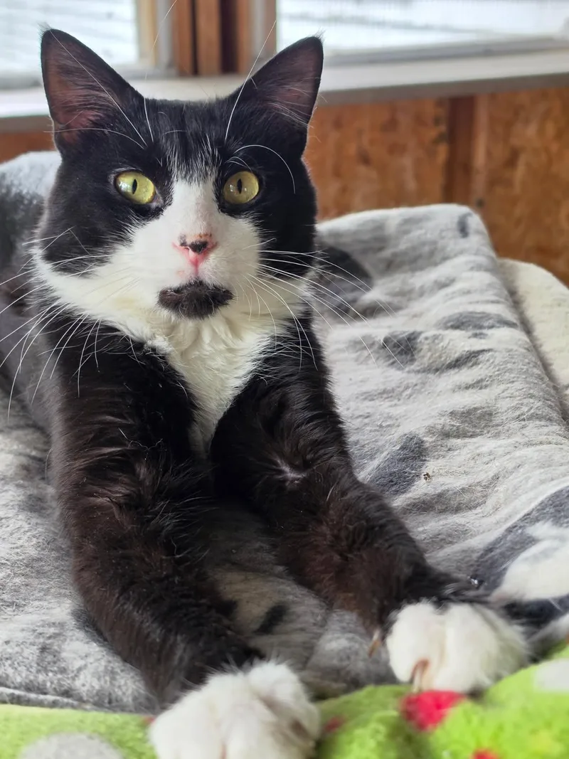 A young medium-sized male Black & White / Tuxedo Domestic Short Hair cat named Joe for adoption in Delmont, PA
