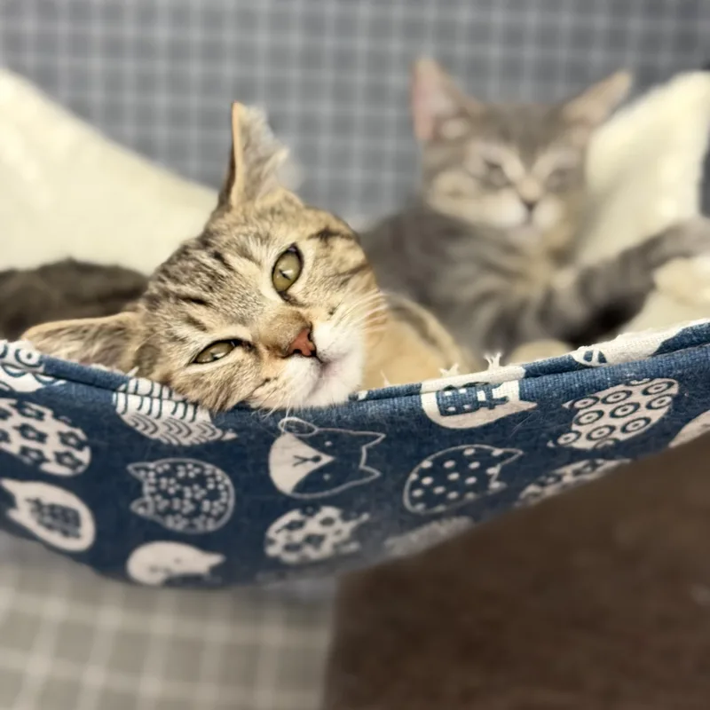 A baby medium-sized female Tabby (Brown / Chocolate) Domestic Short Hair cat named Biscuit for adoption in Portland, OR