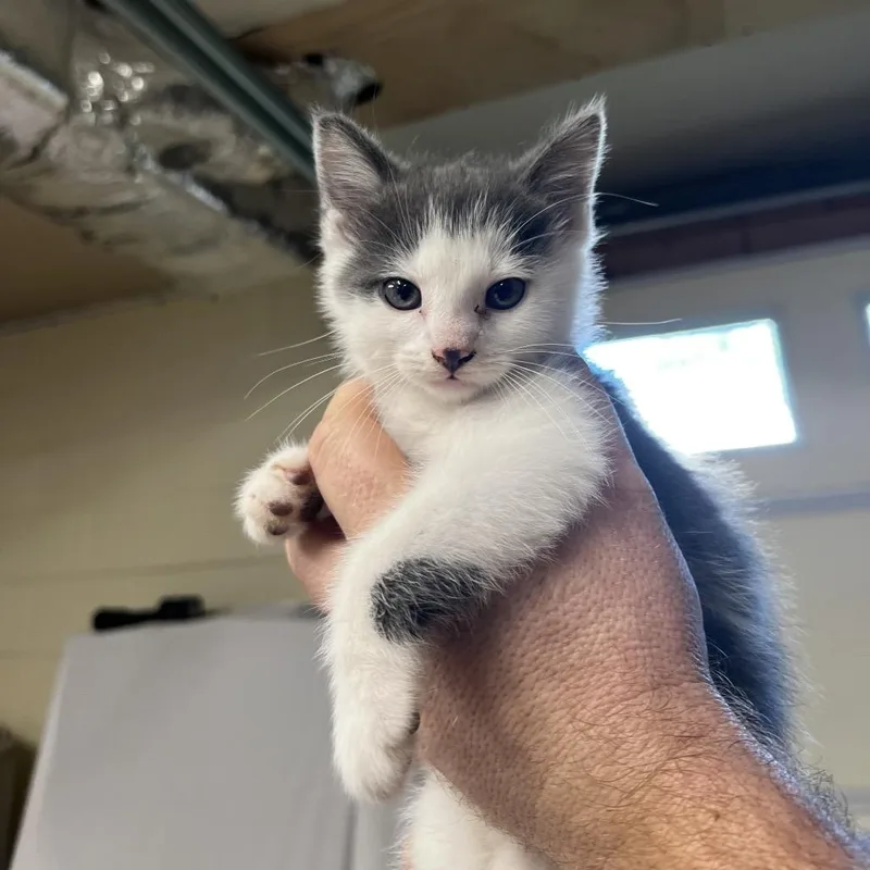 A baby small-sized female Gray / Blue / Silver Domestic Short Hair cat named Sour Cream for adoption in Harrisville, WV