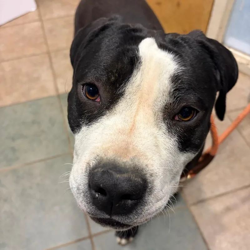 A young medium-sized female Black Mixed Breed dog named Angel for adoption in Chattanooga, TN