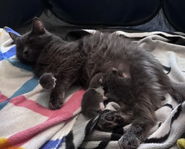 A young medium-sized female Domestic Medium Hair cat named Etta Place  Bonded for adoption in Silverdale, WA