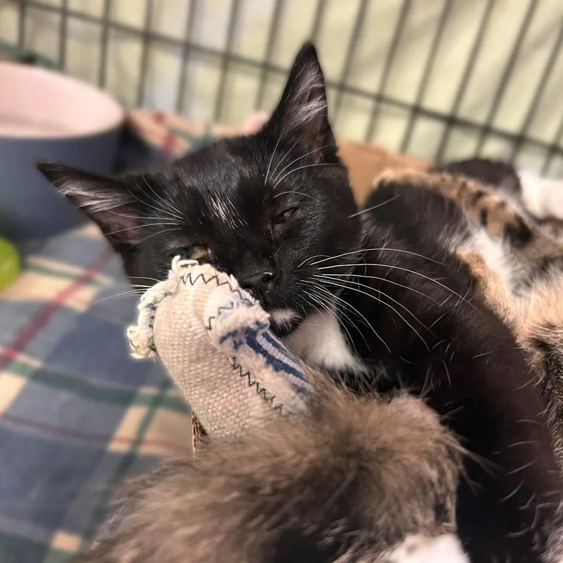 A baby small-sized female Black Domestic Short Hair cat named Amoxa Syllin for adoption in Davenport, IA