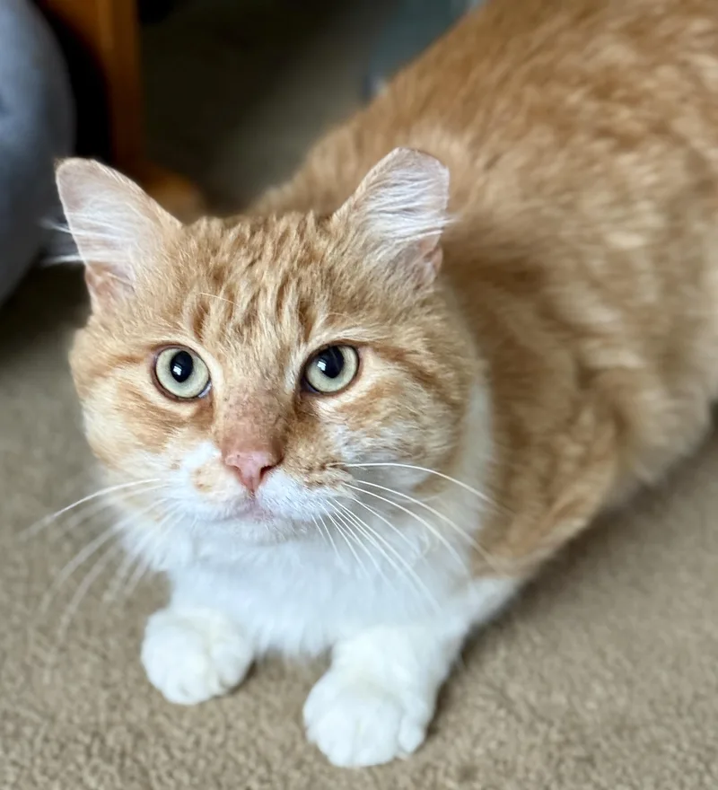 Sir Archibald Mcchicken thumbnail 4