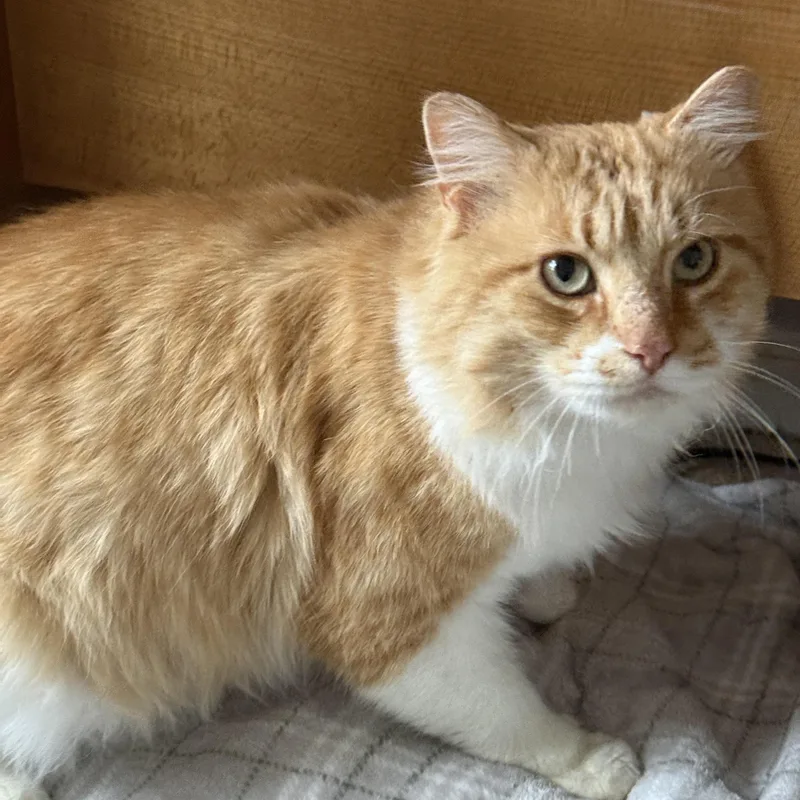 Sir Archibald Mcchicken thumbnail 6