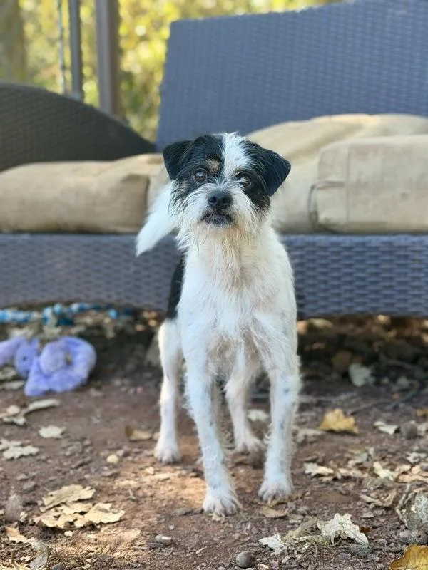 An adult small-sized male Terrier dog named Georgie for adoption in Skillman, NJ