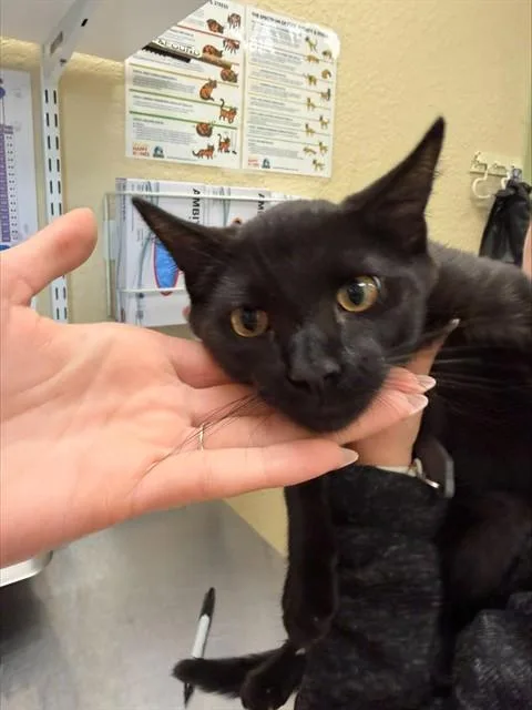 A young small-sized male Domestic Short Hair cat named Ash for adoption in Fort Myers, FL