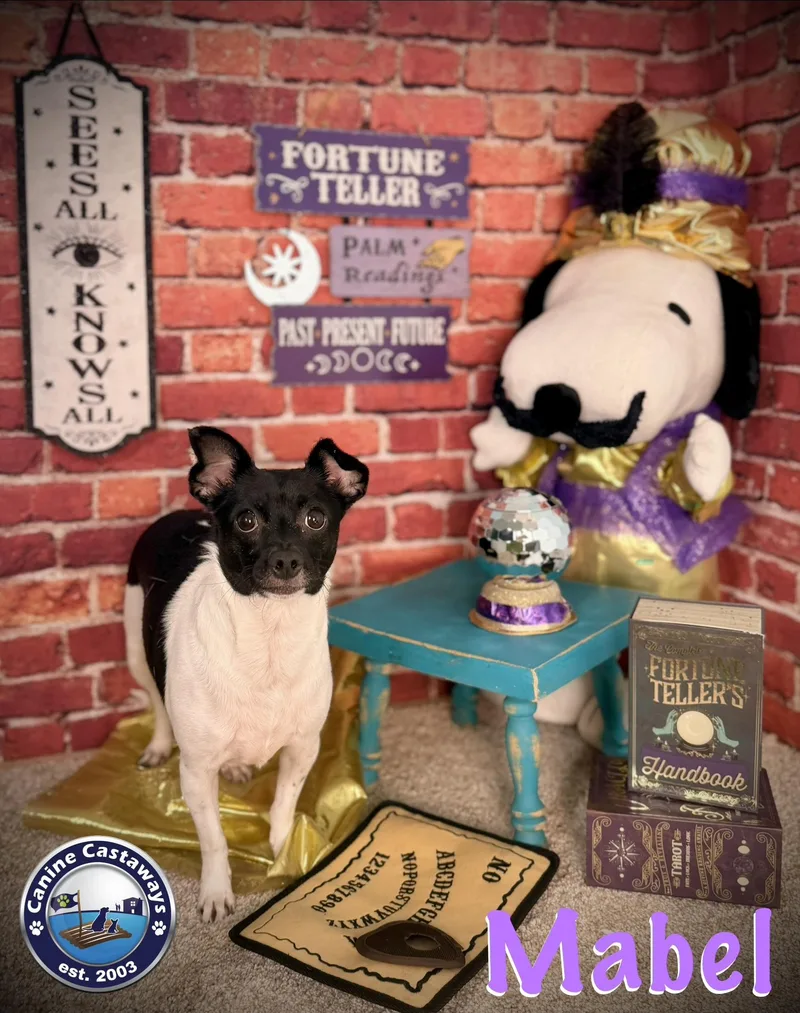 An adult small-sized female Chihuahua dog named Mabel for adoption in Arcadia, FL