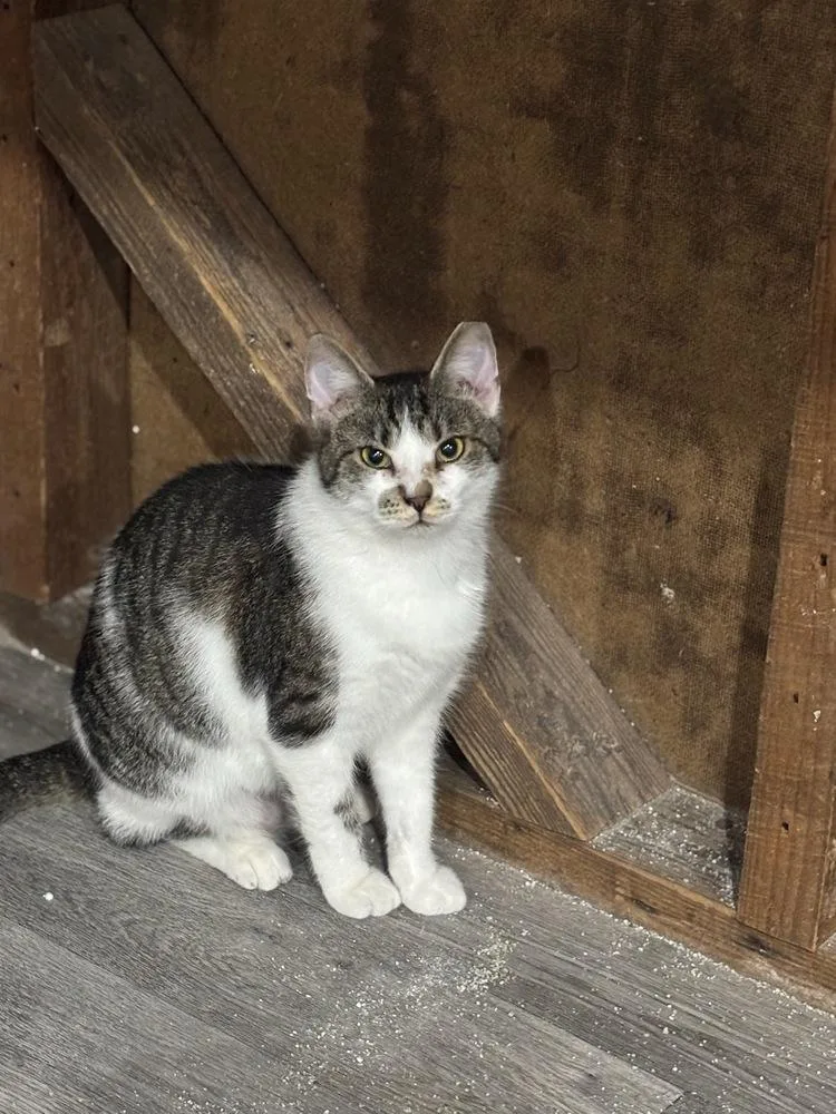An adult small-sized female Domestic Short Hair cat named Stash for adoption in Mooresville, NC