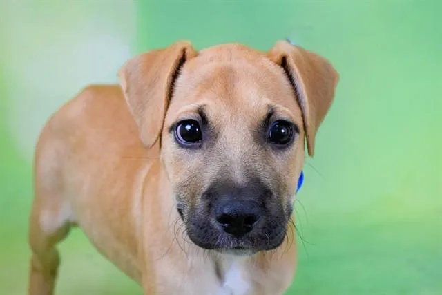 A baby medium-sized male Labrador Retriever dog named Teo for adoption in Fort Lauderdale, FL