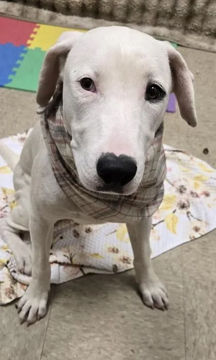 A baby medium-sized female White / Cream Mixed Breed dog named Vhager for adoption in Hamilton, OH