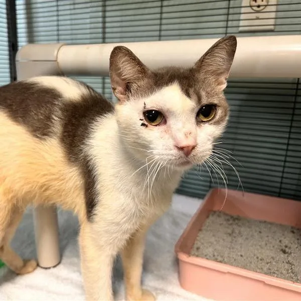 A senior medium-sized male Black Domestic Short Hair cat named Bill for adoption in Freeport, FL