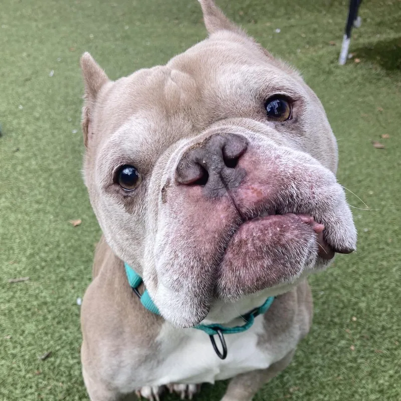 A senior medium-sized male Apricot / Beige English Bulldog dog named Digit for adoption in Providence, RI