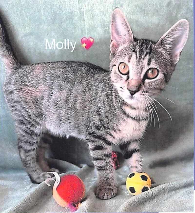 A baby small-sized female Domestic Short Hair cat named Molly for adoption in Lunenburg, MA