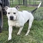 An adult large-sized male Gray / Blue / Silver American Bulldog dog named Samson for adoption in Liverpool, TX
