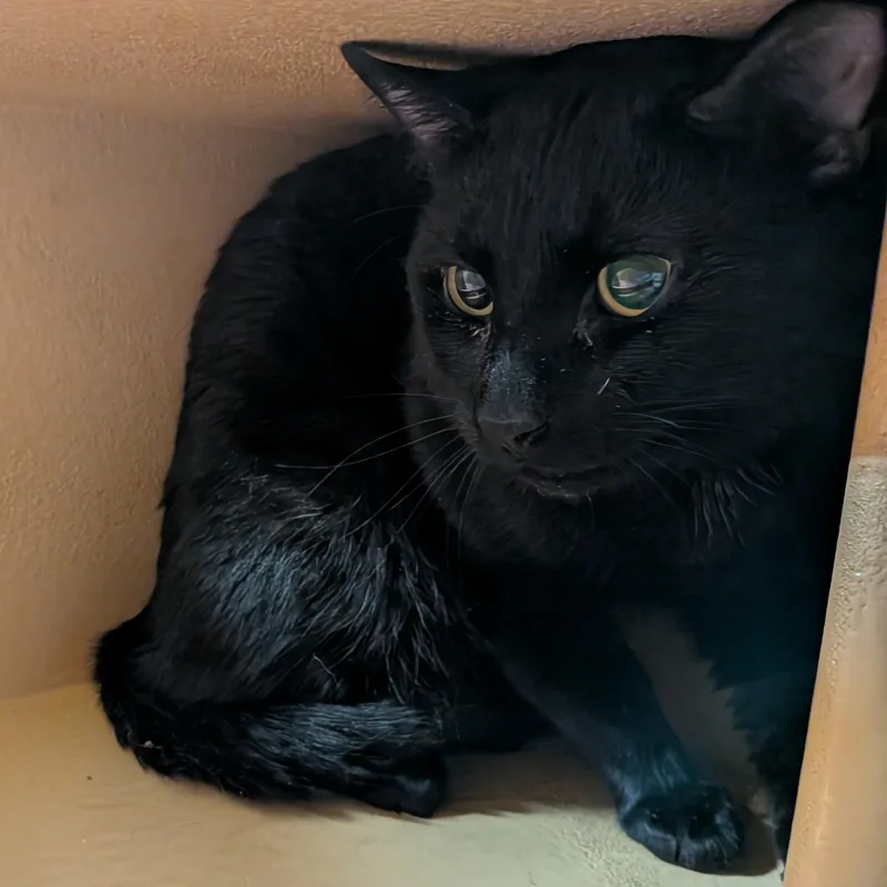 A young medium-sized male Black Domestic Short Hair cat named Boris for adoption in Worcester, MA