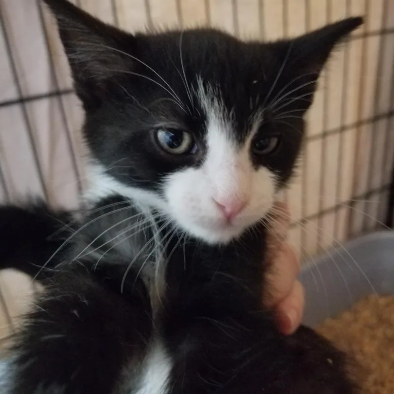 An adult small-sized male Black Domestic Short Hair cat named Carl for adoption in Hemet, CA