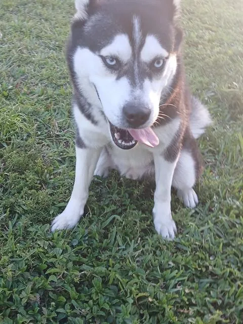 An adult medium-sized male Siberian Husky dog named Coco for adoption in Fort Lauderdale, FL