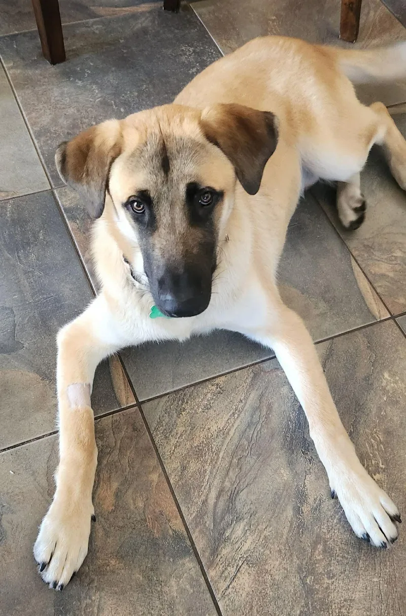 A young extra large-sized male Anatolian Shepherd dog named Zeus for adoption in Pompano Beach, FL