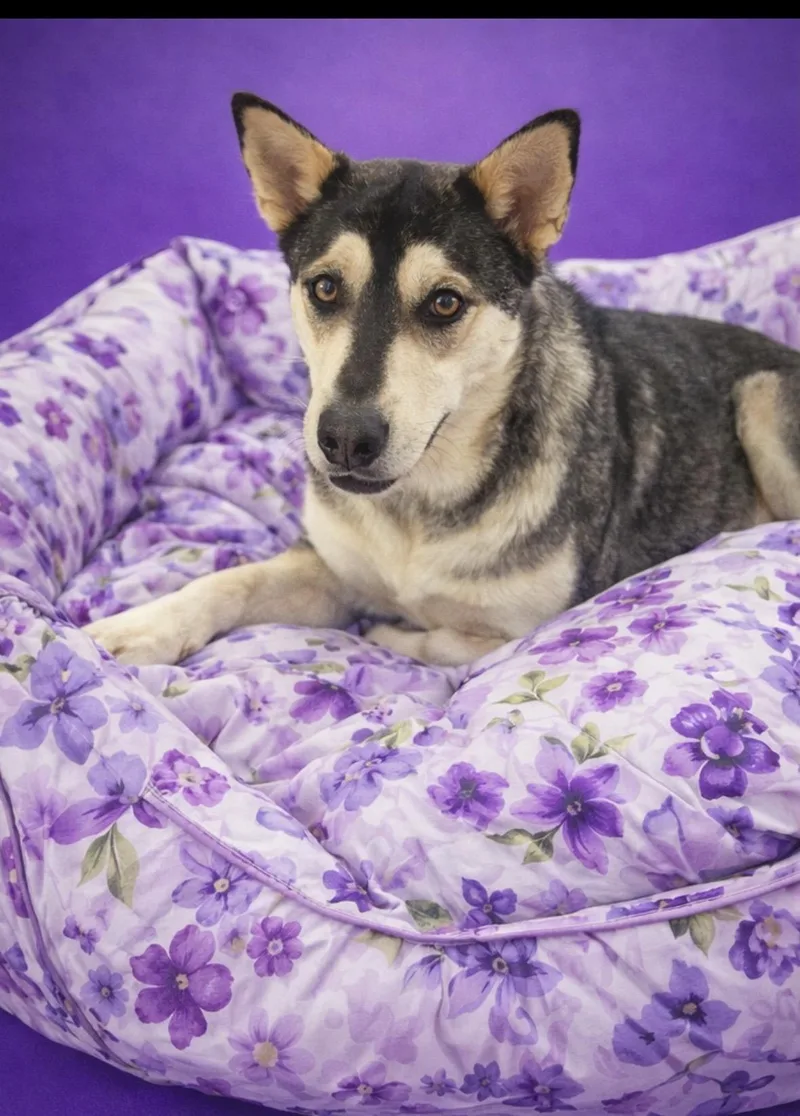 A young medium-sized female Black Husky dog named Silky for adoption in Andover, MA